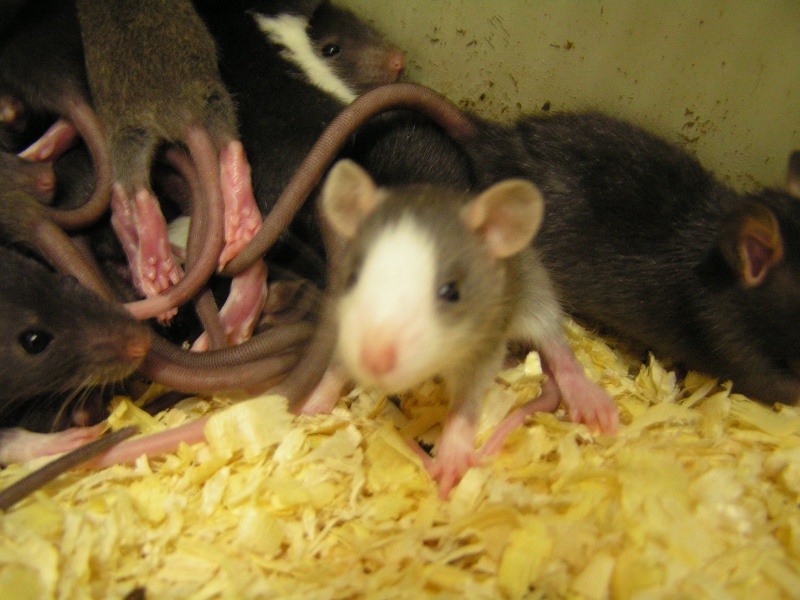Rats du boulot, Rats'doptions! Pict0117