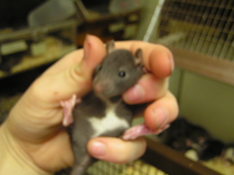 Rats du boulot, Rats'doptions! Pict0119