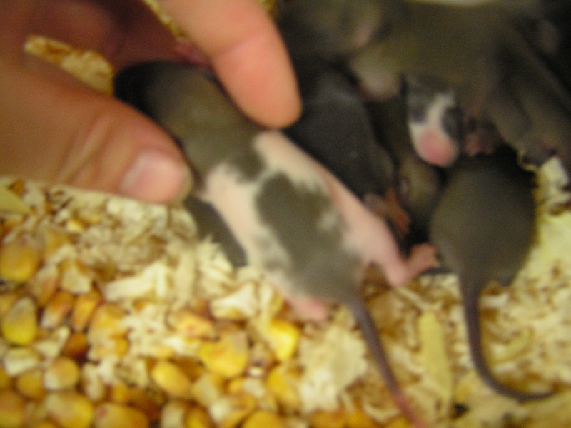 Rats du boulot, Rats'doptions! Pict0212
