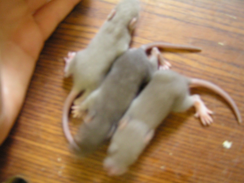 Rats du boulot, Rats'doptions! Pict0213
