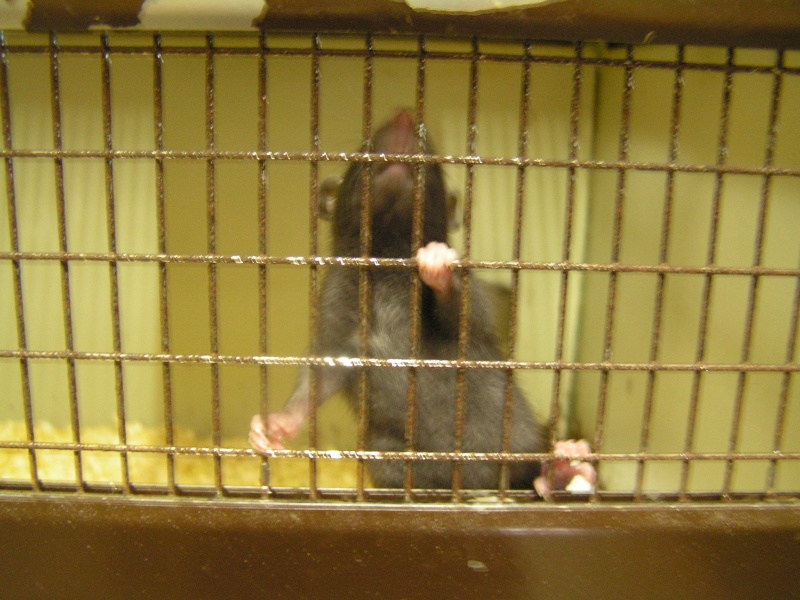Rats du boulot, Rats'doptions! Pict0218