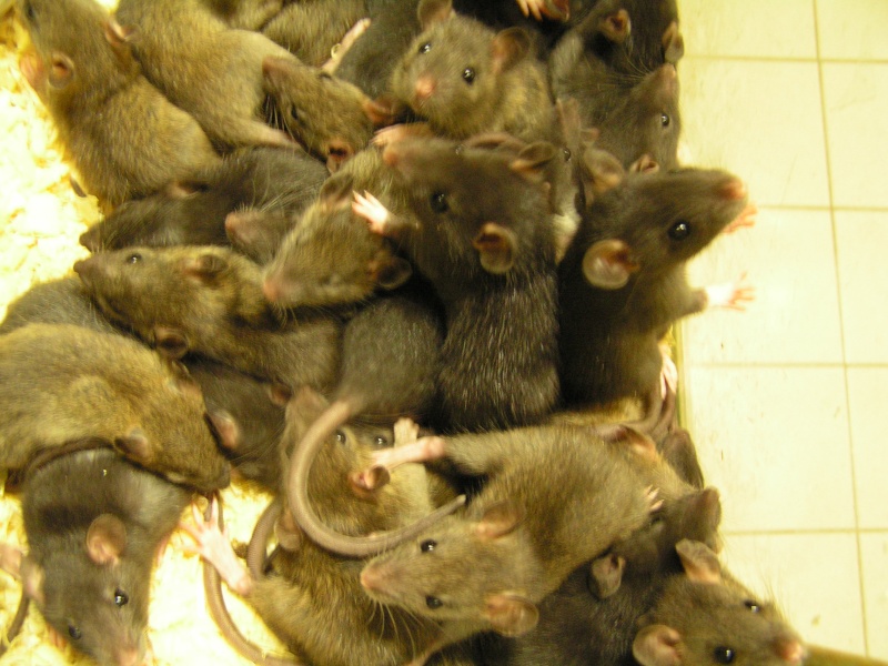 Rats du boulot, Rats'doptions! Pict0220