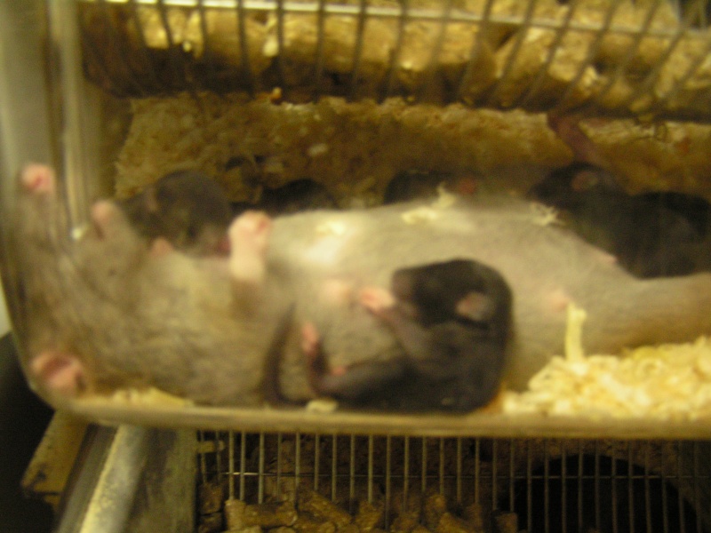 Rats du boulot, Rats'doptions! Pict0221