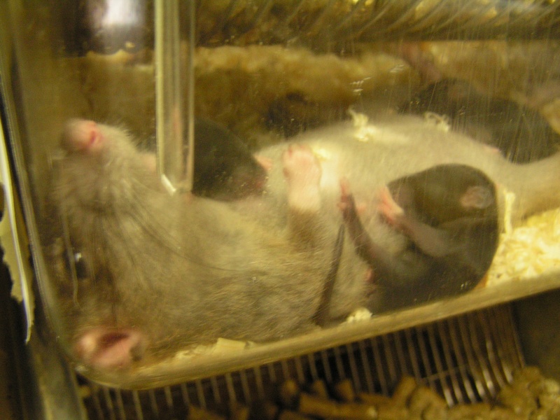 Rats du boulot, Rats'doptions! Pict0223