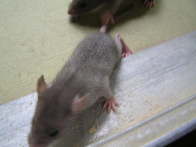 Rats du boulot, Rats'doptions! Pict0240