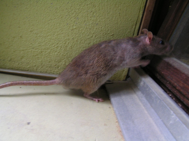 Rats du boulot, Rats'doptions! Pict0244