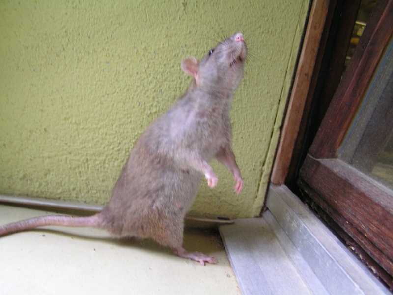 Rats du boulot, Rats'doptions! Pict0245