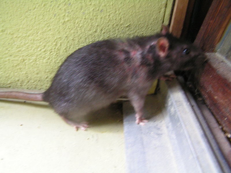 Rats du boulot, Rats'doptions! Pict0247
