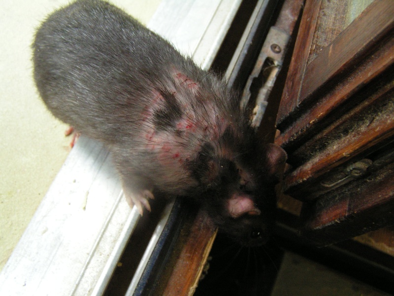 Rats du boulot, Rats'doptions! Pict0251