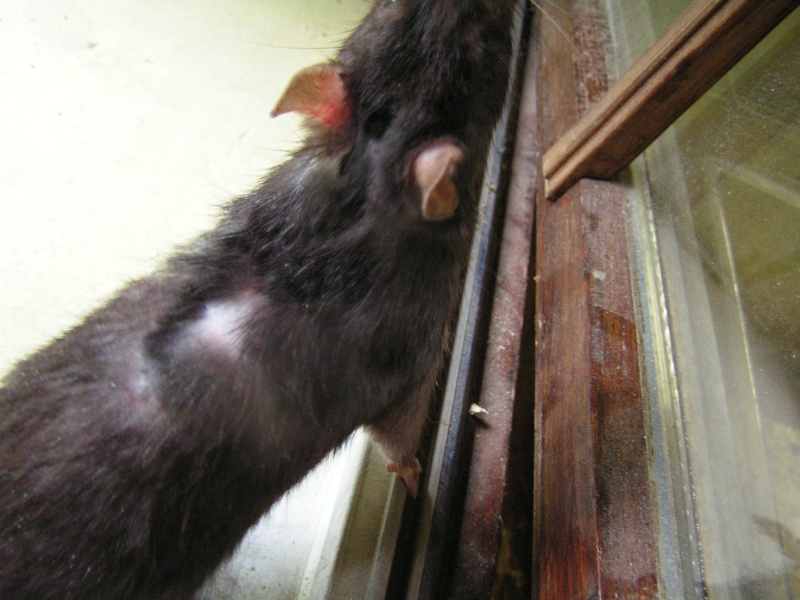 Rats du boulot, Rats'doptions! Pict0252