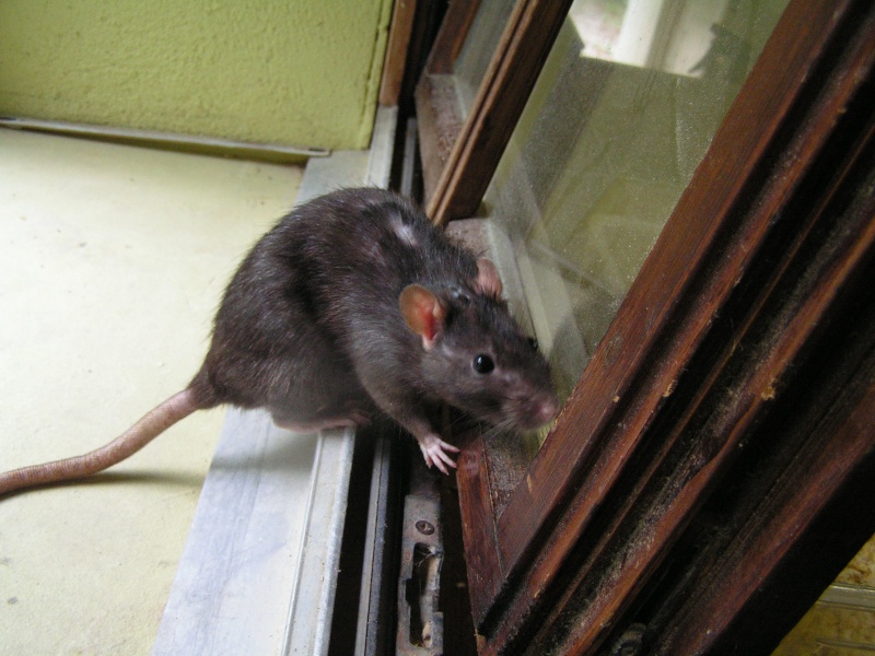 Rats du boulot, Rats'doptions! Pict0253