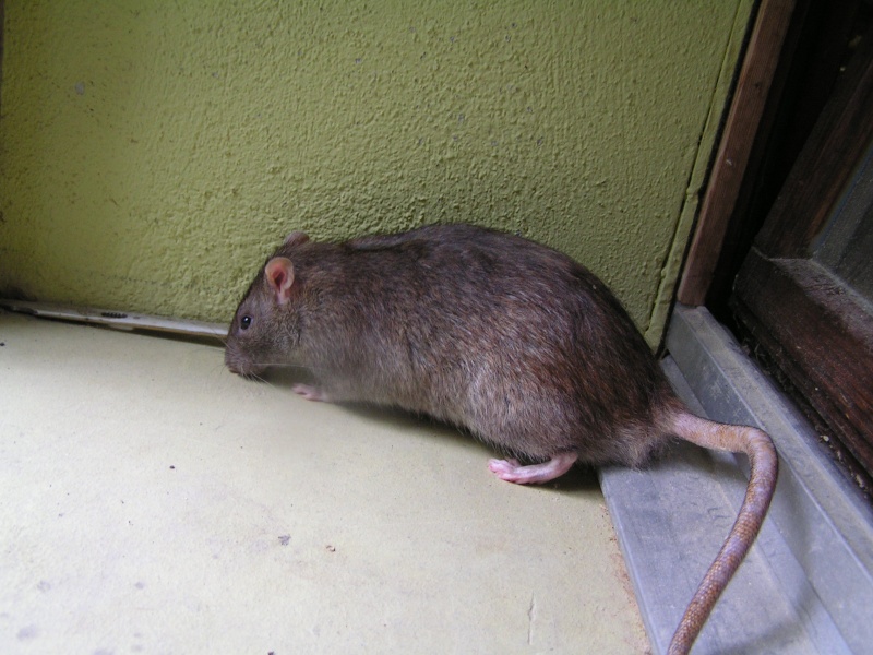 Rats du boulot, Rats'doptions! Pict0254
