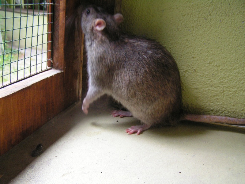 Rats du boulot, Rats'doptions! Pict0255