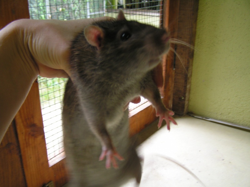 Rats du boulot, Rats'doptions! Pict0256