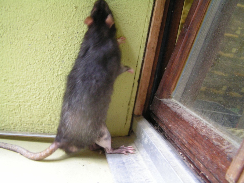 Rats du boulot, Rats'doptions! Pict0313