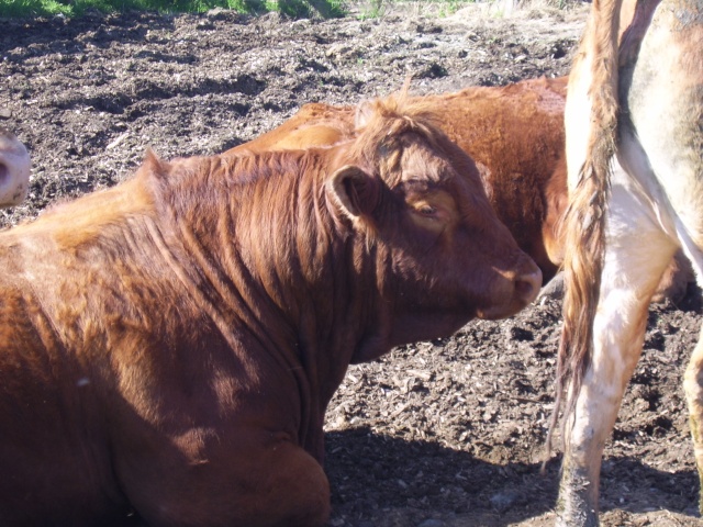 Troupeau Limousin Photo_23