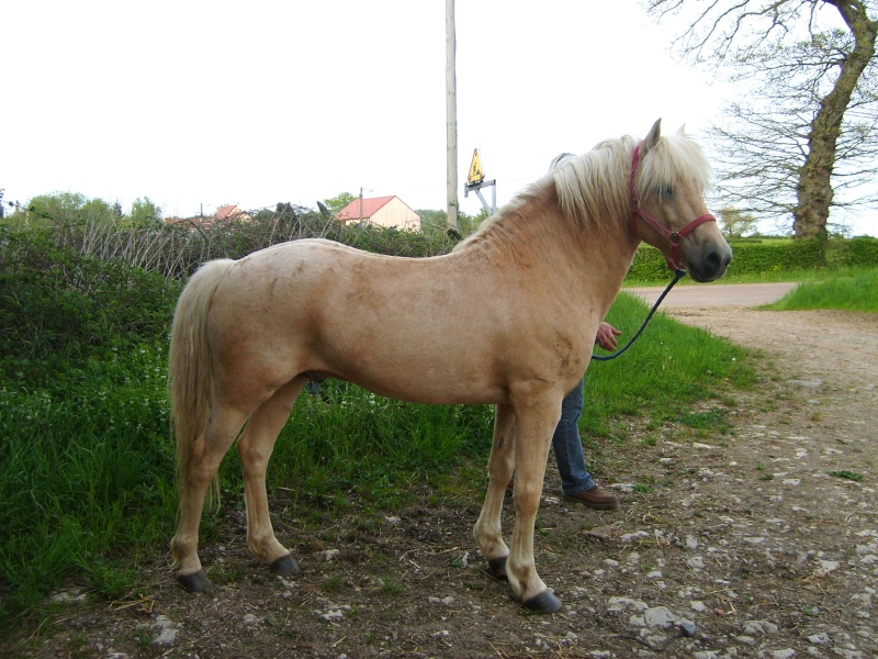2008 - pouliche ONC palomino - Page 2 S5000010