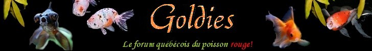 Goldies, le forum québecois du poisson rouge!