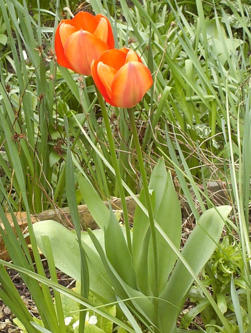 Tulipes Hpim5615