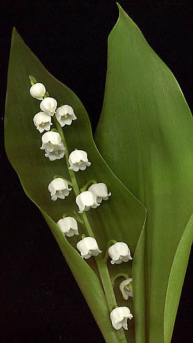 MAI Muguet11