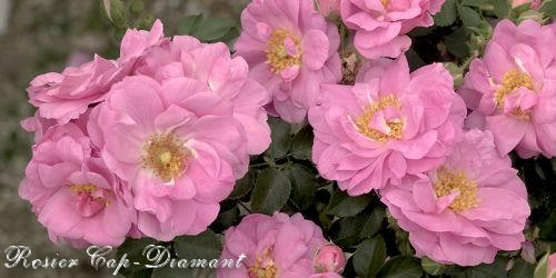 Rosier Cap-Diamant Rosier10