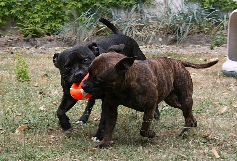 la visite de mes deux Chouchous Staffis!! Img_2713