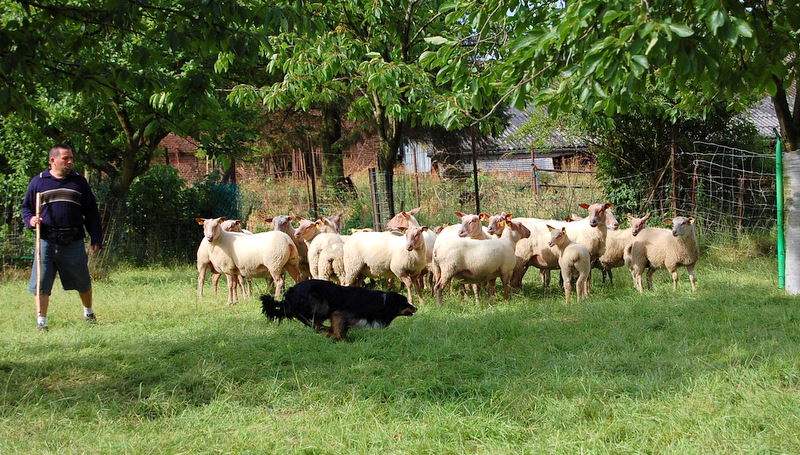 super journée troupeau pour mes 2 loulous Dsc_0313