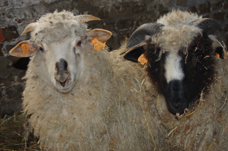 couple de mouton croisé Jacobs et thones Dsc_1920