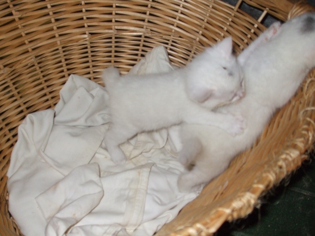 deux chatons blanc 2 mois Dscf2325