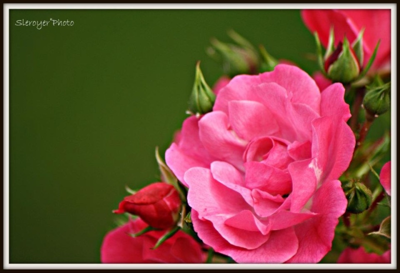 Fleurs roses Fleurs10