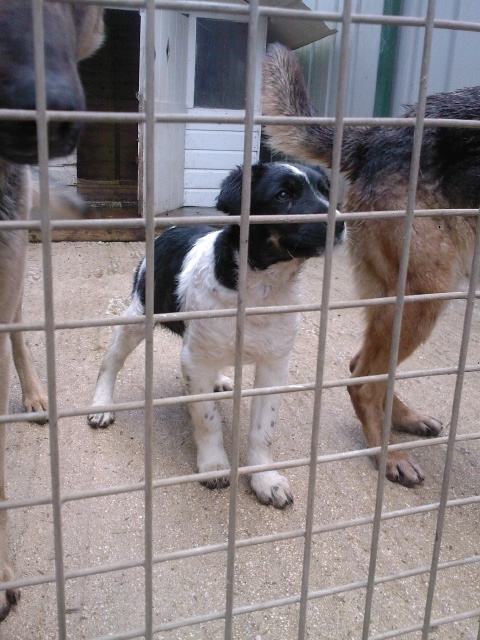 77 - URGENT CHIOTS ET LEUR PARENTS Chiot310