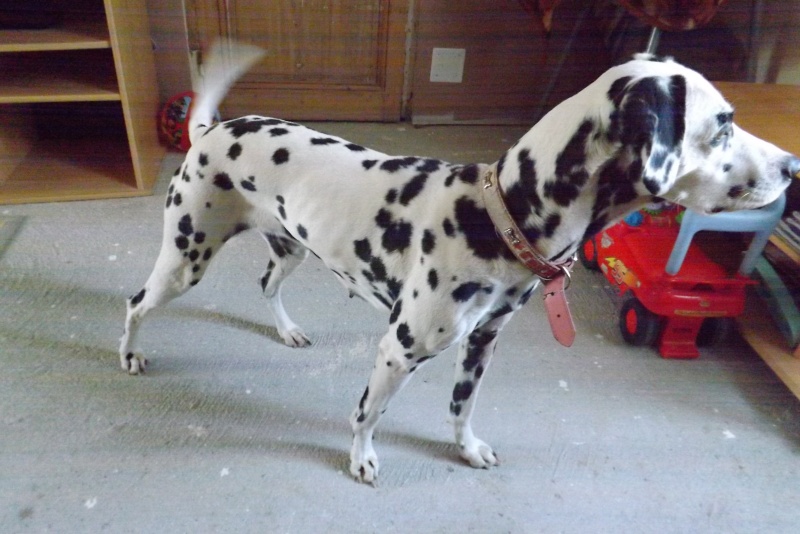 jolie dalmatienne  adopter 77 Dscf1213