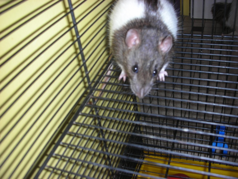 petites femelles rattes a adopter77 Dscn6710