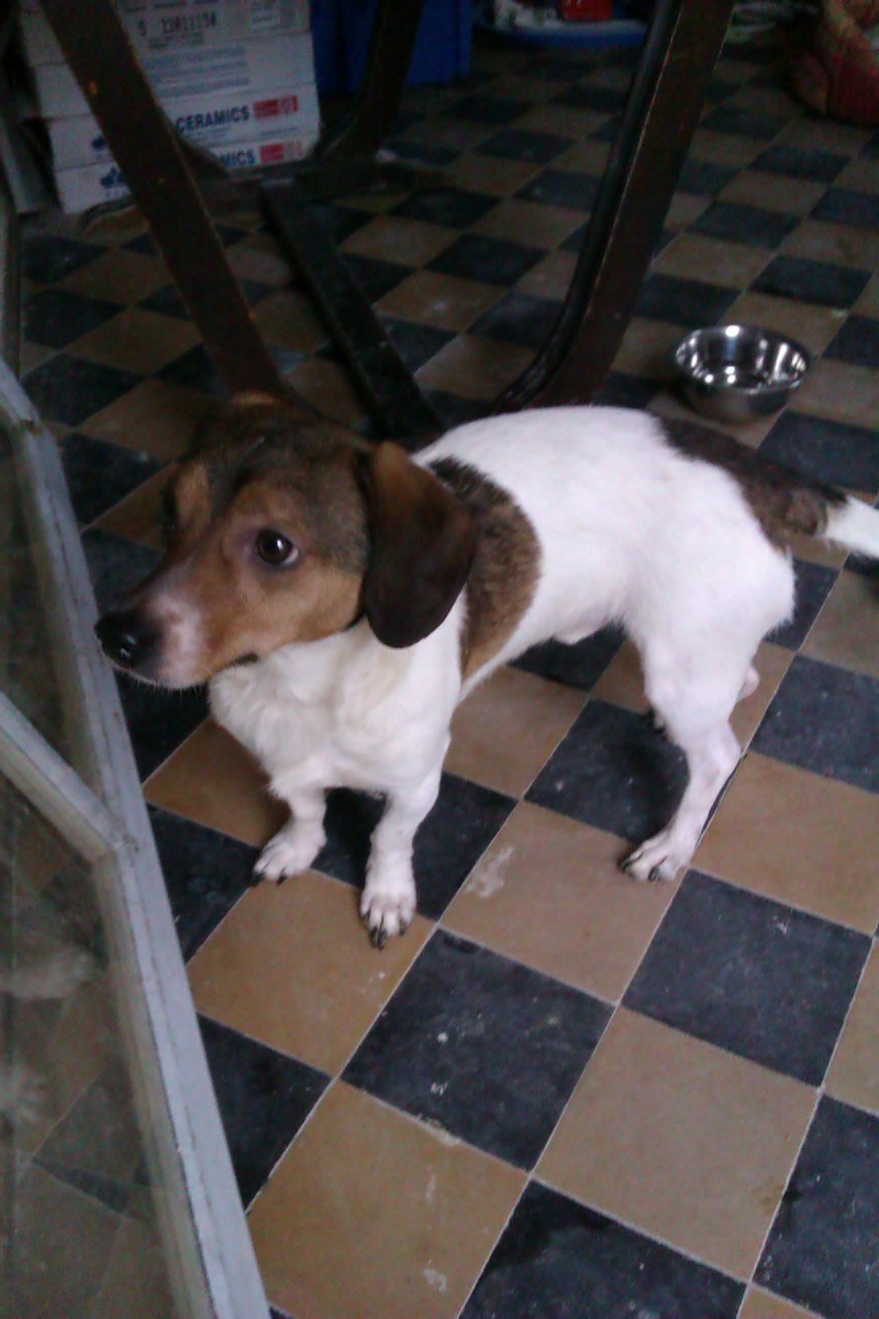 Alvin petit chien "trouv"  Imag0416