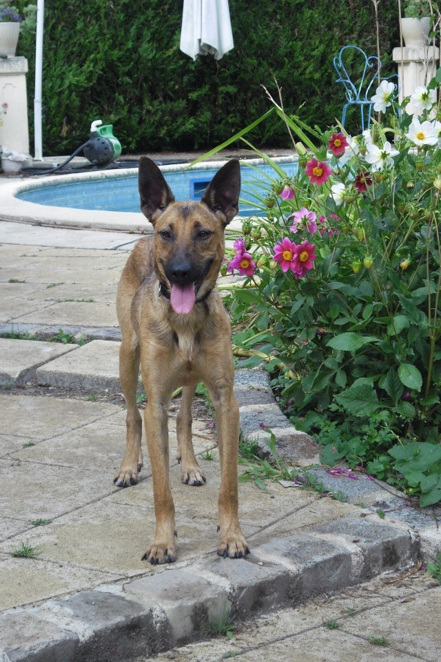 roocky crois malinois  placer Roukie11