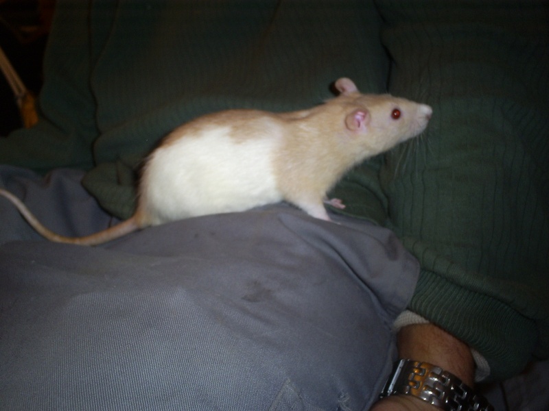 2 rats  adopter (77) S5033910