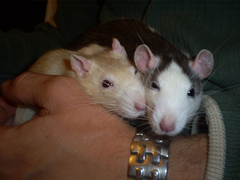 2 rats  adopter (77) S5033914
