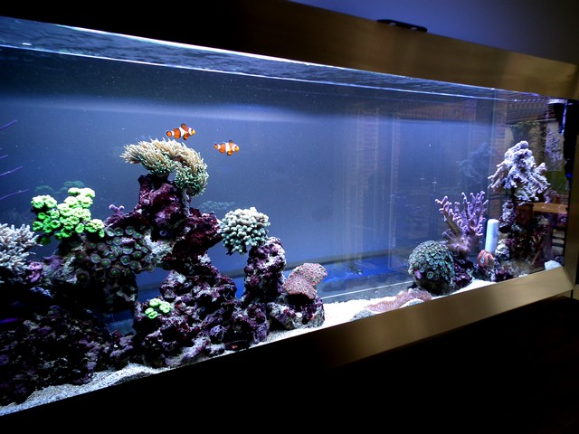 Lancement de mon premier aquarium marin - Page 8 Calo610