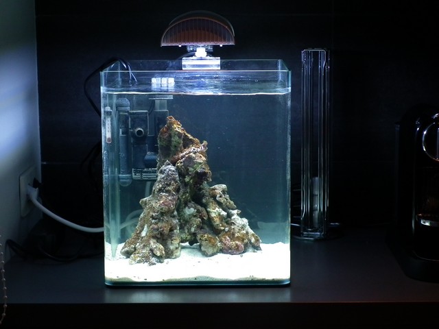 Nano marinus 30L Dscf1110