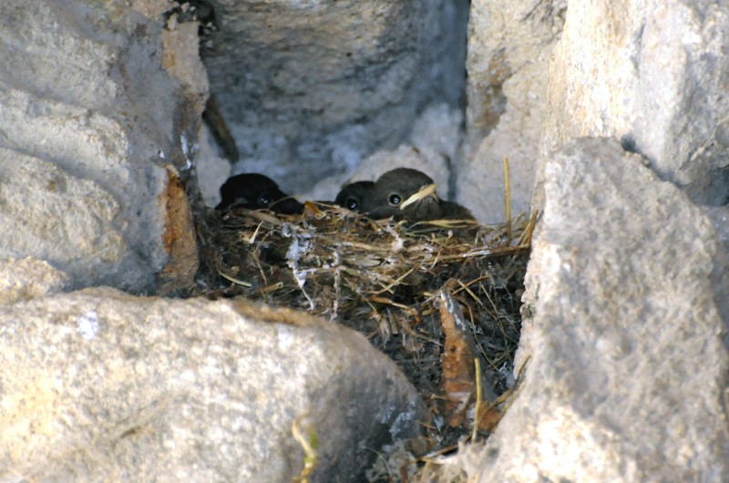 Oiseaux de Dornas O210