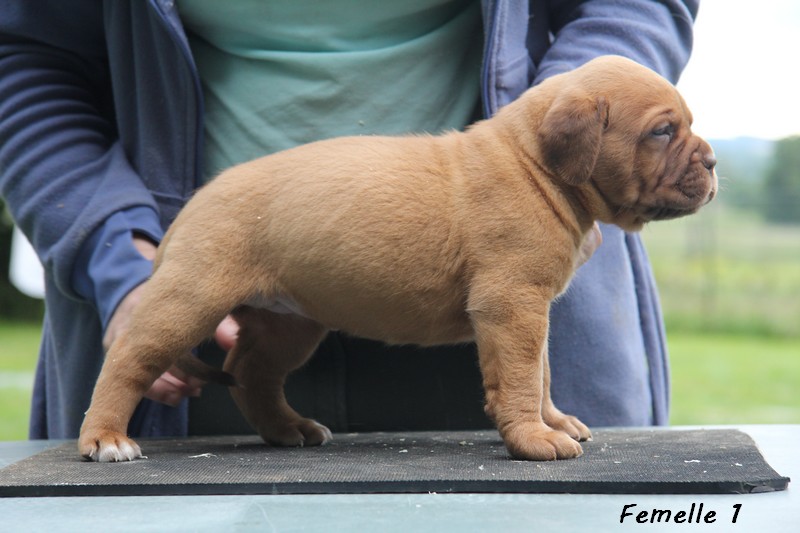 Naissance le 19/05/12 - 10 chiots - dept 87 - Page 4 Femell52