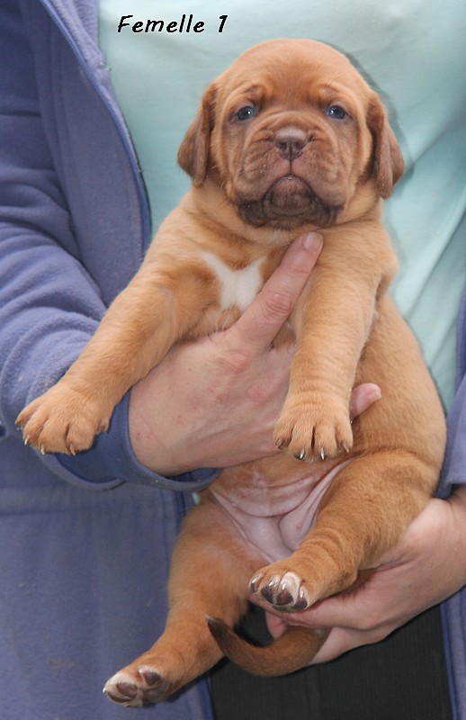Naissance le 19/05/12 - 10 chiots - dept 87 - Page 4 Femell54