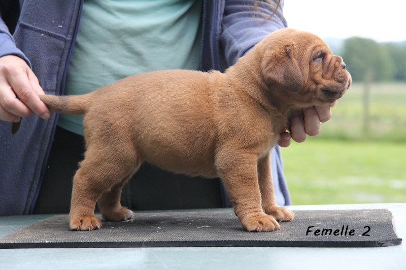 Naissance le 19/05/12 - 10 chiots - dept 87 - Page 4 Femell55