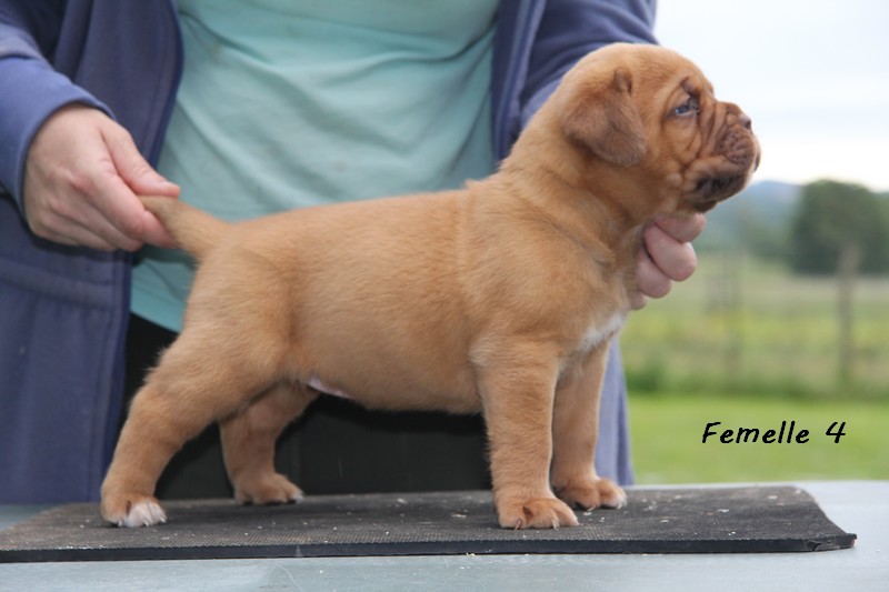 Naissance le 19/05/12 - 10 chiots - dept 87 - Page 4 Femell58