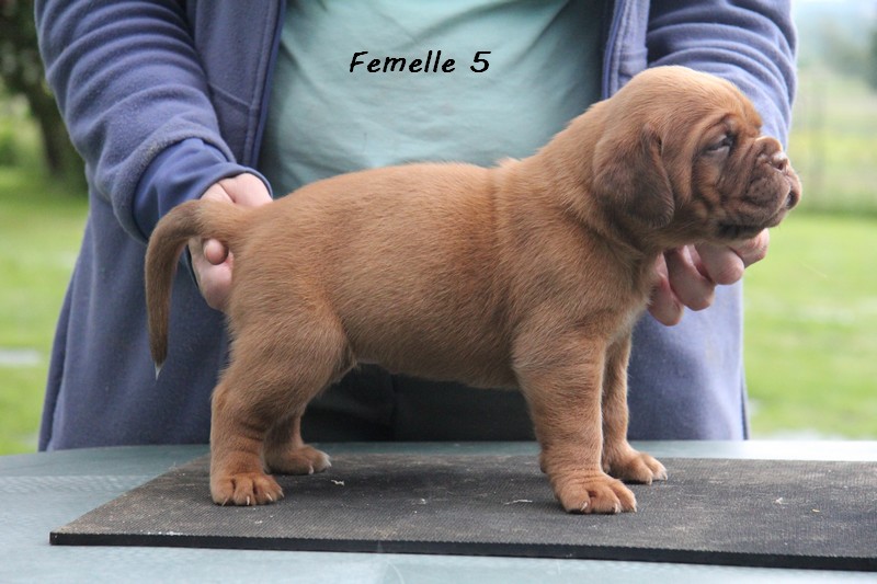 Naissance le 19/05/12 - 10 chiots - dept 87 - Page 4 Femell61