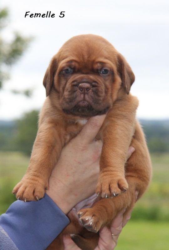 Naissance le 19/05/12 - 10 chiots - dept 87 - Page 4 Femell63