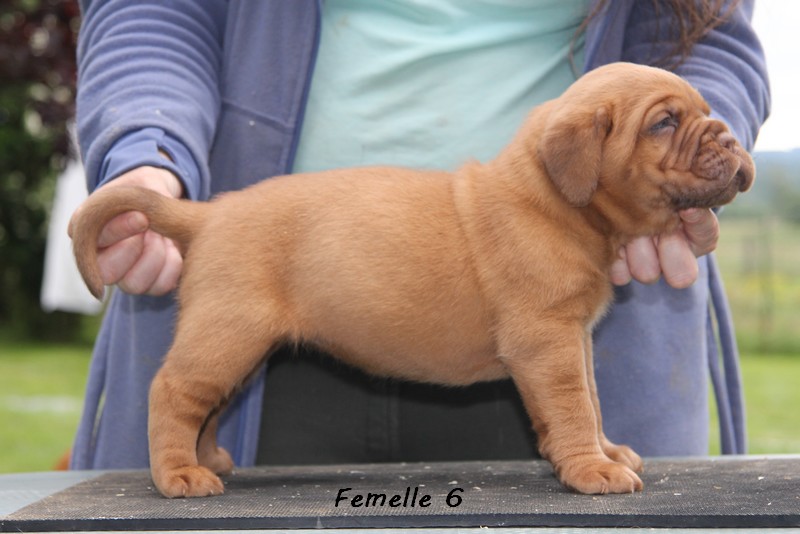 Naissance le 19/05/12 - 10 chiots - dept 87 - Page 4 Femell64