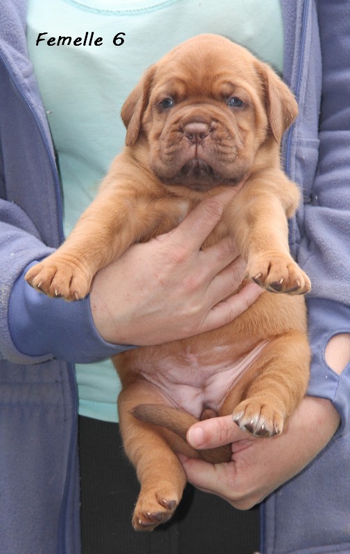 Naissance le 19/05/12 - 10 chiots - dept 87 - Page 4 Femell66