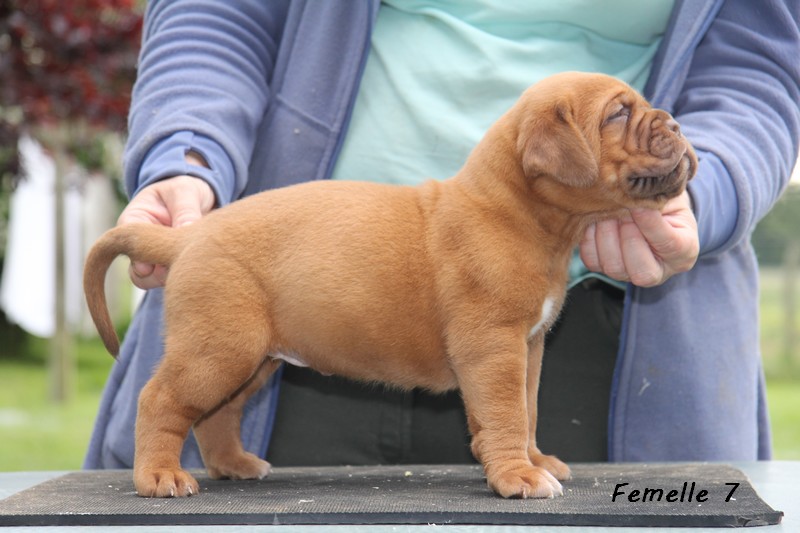 Naissance le 19/05/12 - 10 chiots - dept 87 - Page 4 Femell67