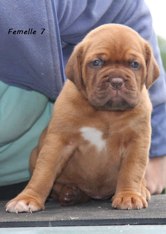 Naissance le 19/05/12 - 10 chiots - dept 87 - Page 4 Femell69